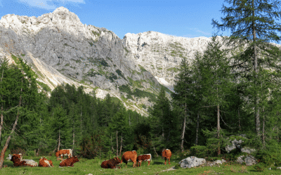 Vamos al origen: así cuidamos la calidad en Fort Alimentació