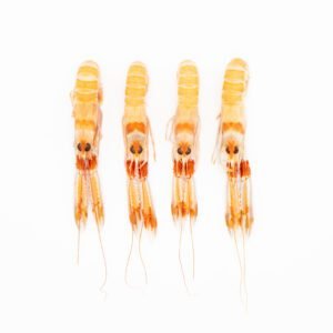 Cigala fresca del Mediterráneo