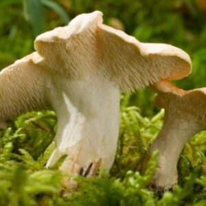 Lengua de vaca fresca (Hydnum repandum)