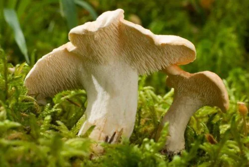 Lengua de vaca fresca (Hydnum repandum)