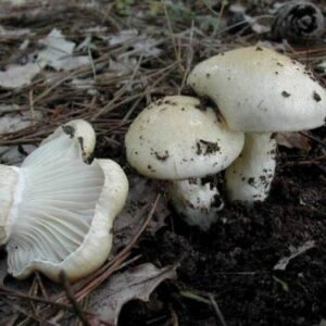 Llanega blanca fresca – Seta silvestre de temporada