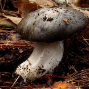 Llanega negra fresca – Selección gourmet de temporada