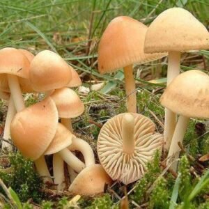 Moixernó (Marasmius oreades) – Setas silvestres seleccionadas