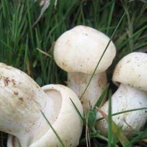 Perretxico fresco (Tricholoma georgii)