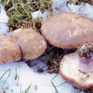 Pie Violeta (Lepista personata) – Seta silvestre de invierno