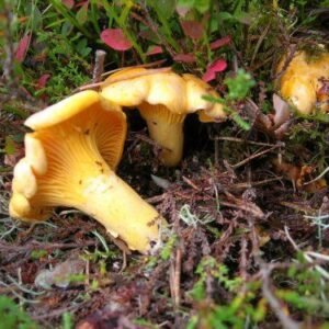 Rebozuelo fresco (Cantharellus cibarius)