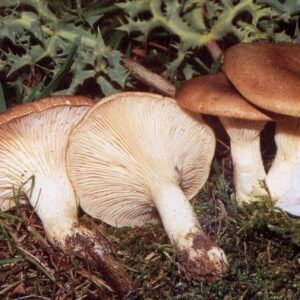 Seta de Cardo Silvestre – Pleurotus eryngii