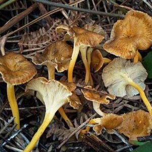 Trompeta amarilla fresca (Craterellus lutescens)