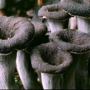 Trompeta de la muerte fresca (Craterellus cornucopioides)