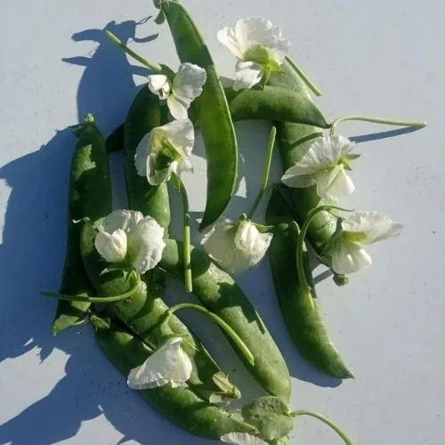 Lágrimas de guisantes 2