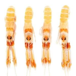 Cigala (Nephrops norvegicus)