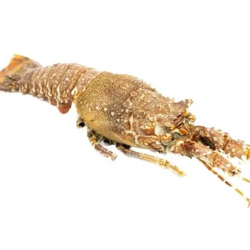 Langosta 2